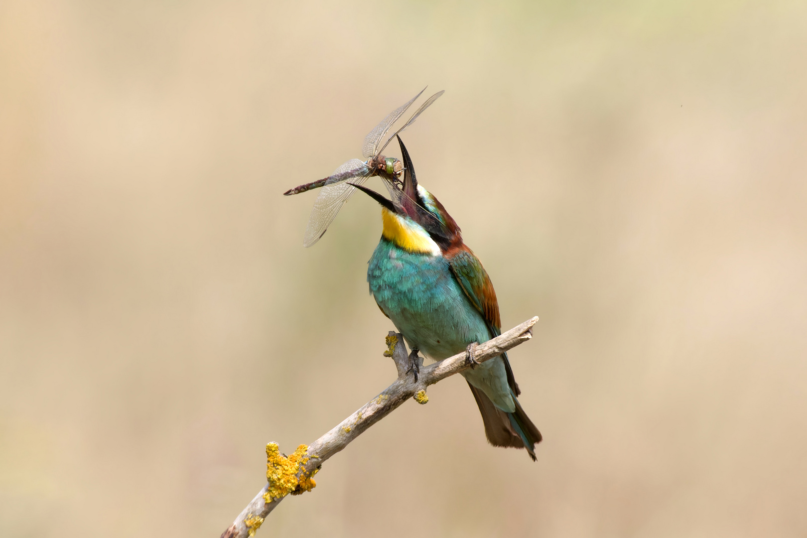 Smaragdrün leuchtete das Auge der Libelle - Bienenfresser ( Merops apiaster)