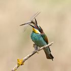 Smaragdrün leuchtete das Auge der Libelle - Bienenfresser ( Merops apiaster)