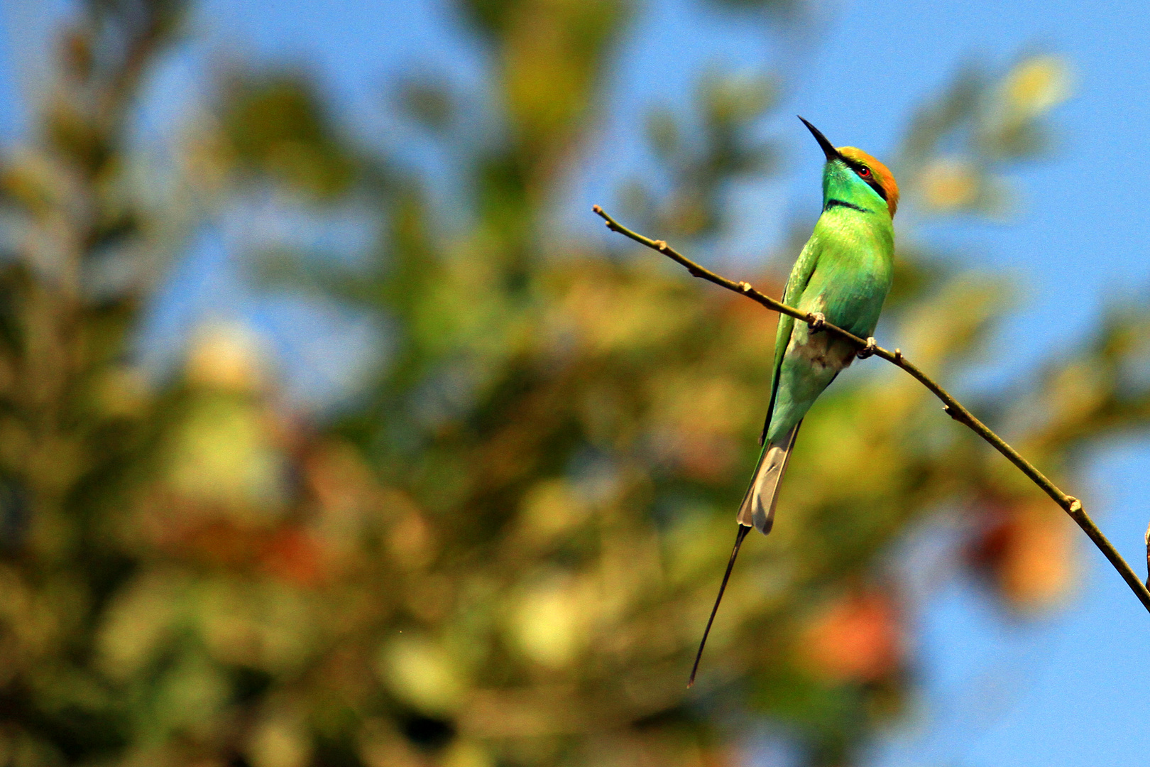 Smaragdspint, Sasan Gir Reservat, Gujarat, Indien