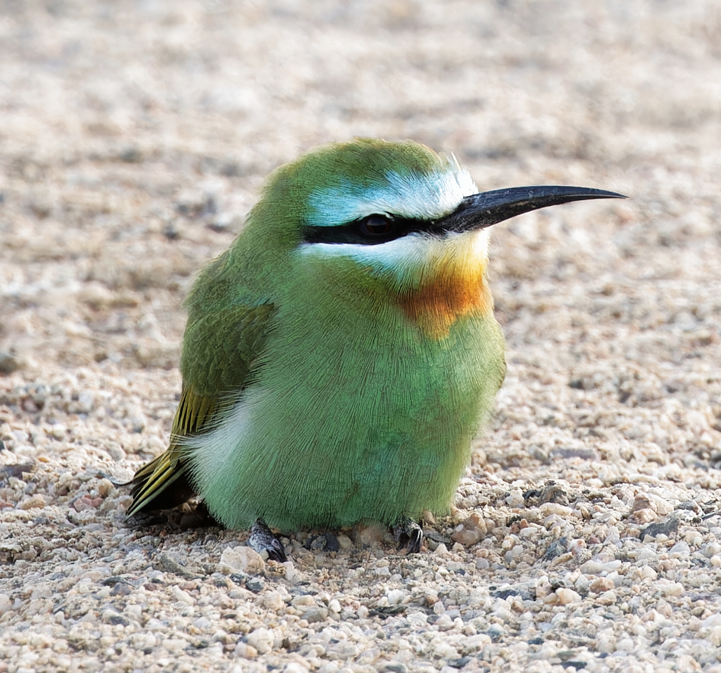 Smaragdspinte beim Baden im warmen Sand.