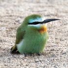 Smaragdspinte beim Baden im warmen Sand.