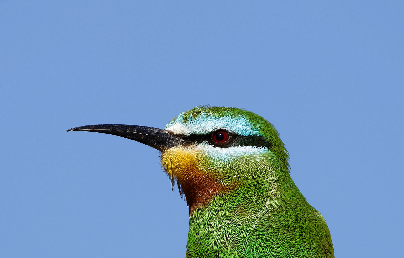 Smaragdspinte,  Little Green Bee Eater