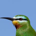 Smaragdspinte,  Little Green Bee Eater