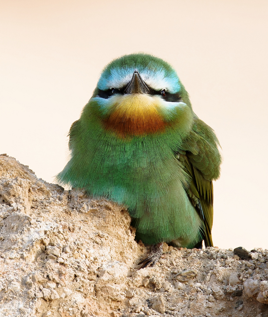 Smaragdspinte,  Little Green Bee Eater