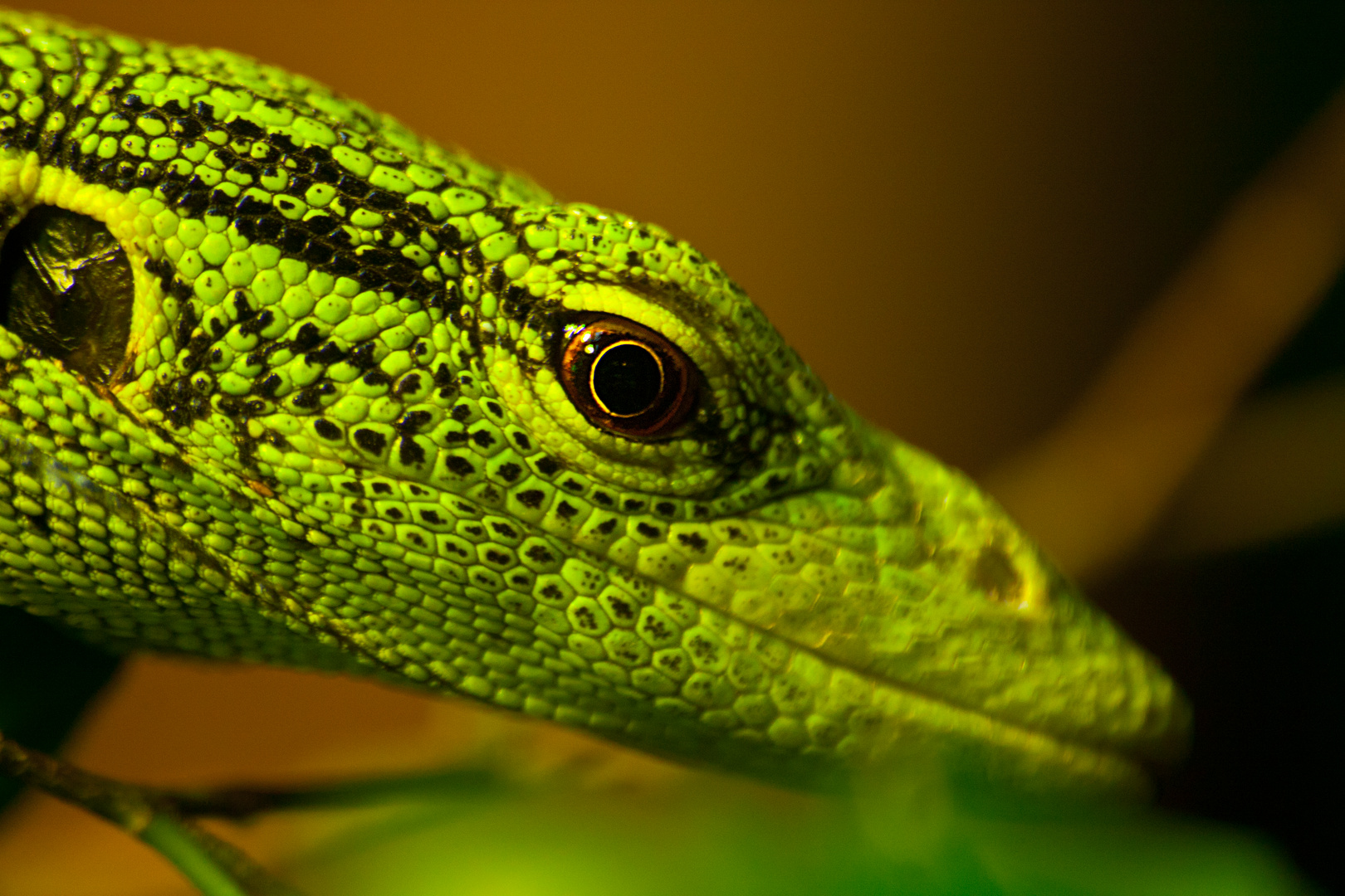 Smaragdwaran (Varanus prasinus) im TerraZoo Rheinberg