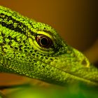 Smaragdwaran (Varanus prasinus) im TerraZoo Rheinberg