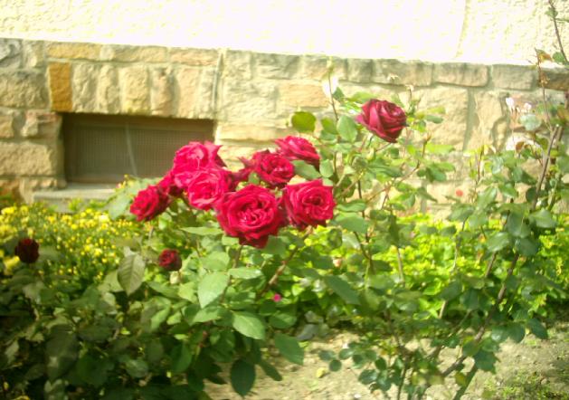 smart red roses 01