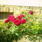 smart red roses 01