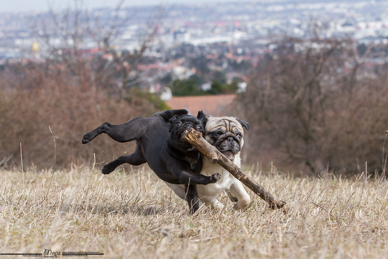 Smartie und Murphy