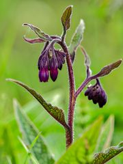 smeerwortel (Symphytum officinale)