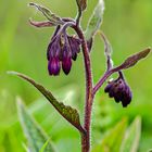 smeerwortel (Symphytum officinale)