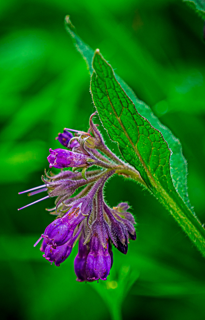 smeerwortel (Symphytum officinale)