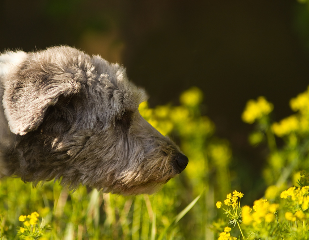 smell of spring