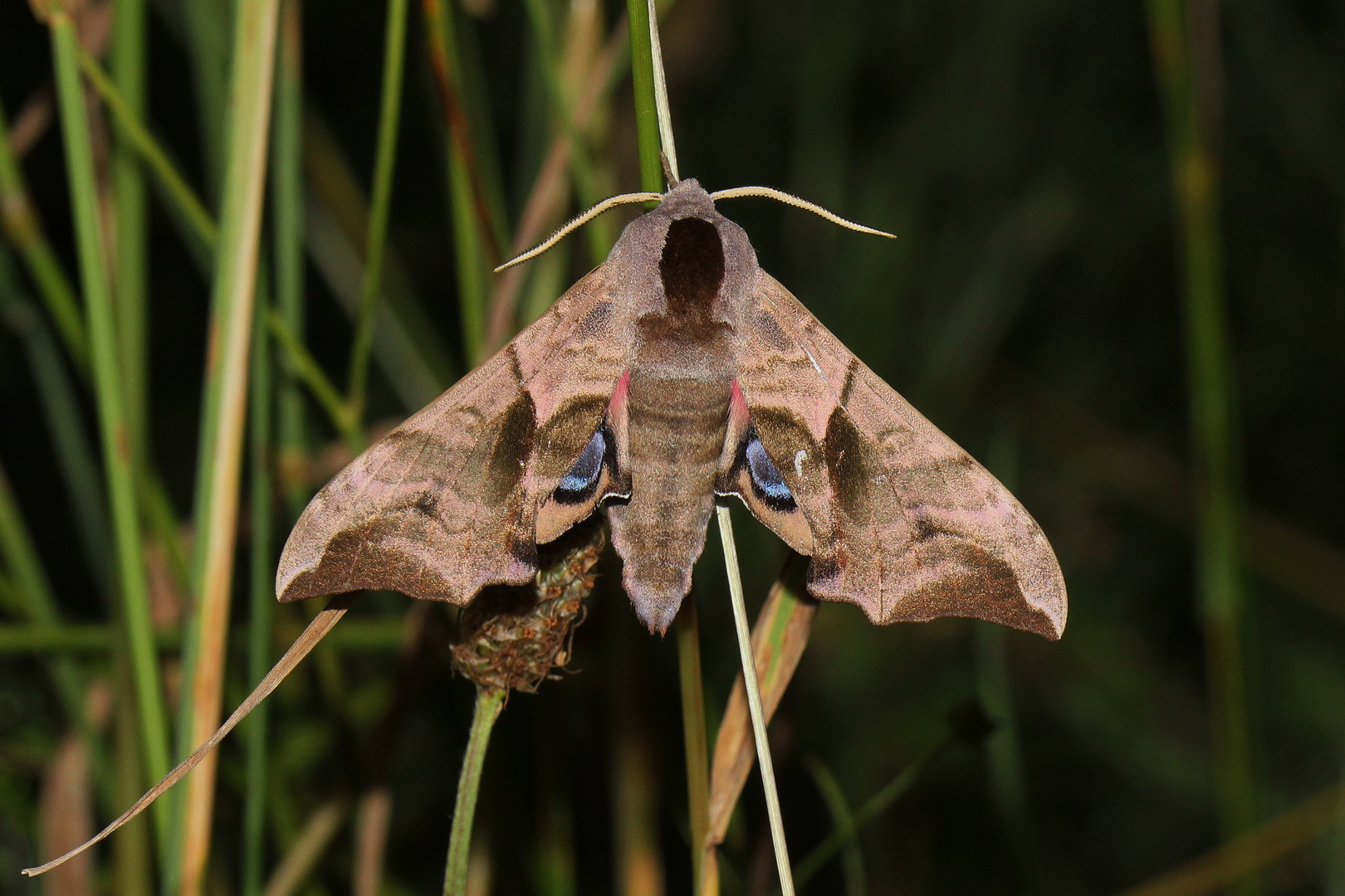 Smerinthus ocellata