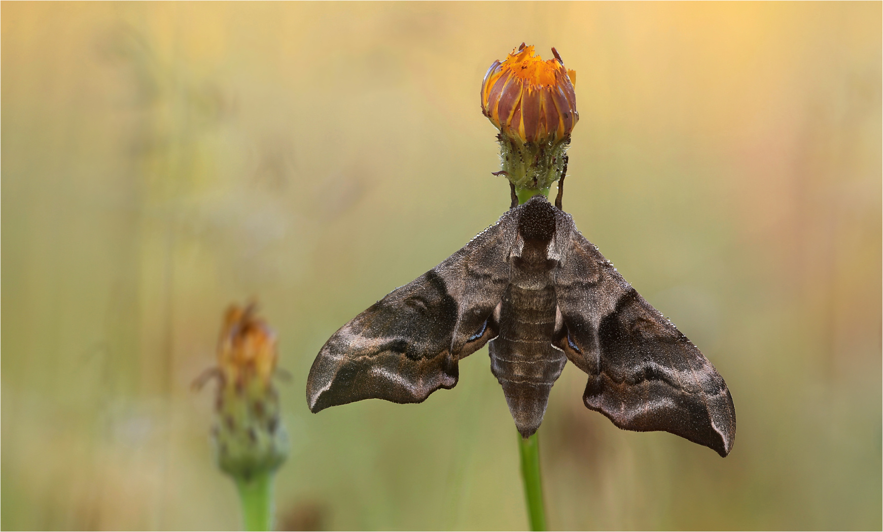 Smerinthus ocellata 