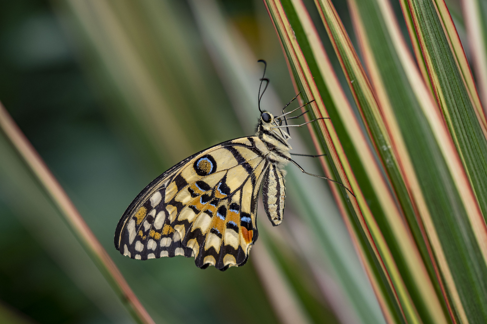 Smetterling 