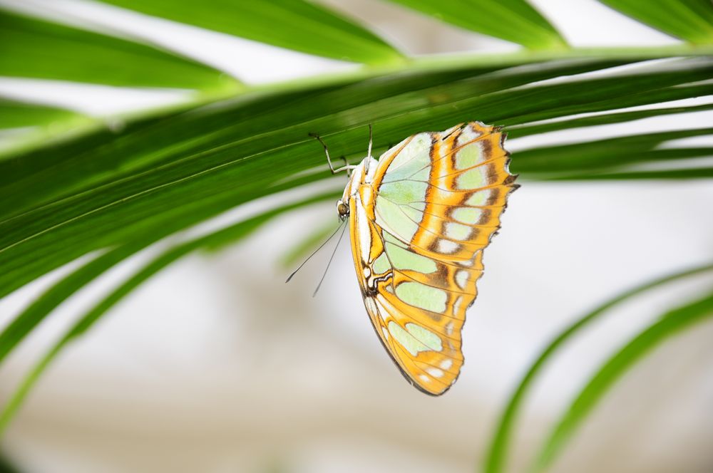 Smetterling braun - grün