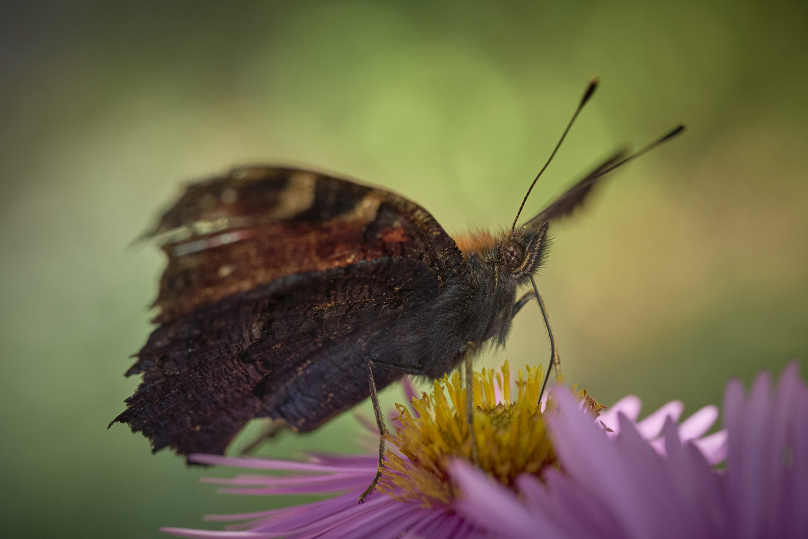 Smetterling