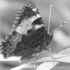 Smetterling