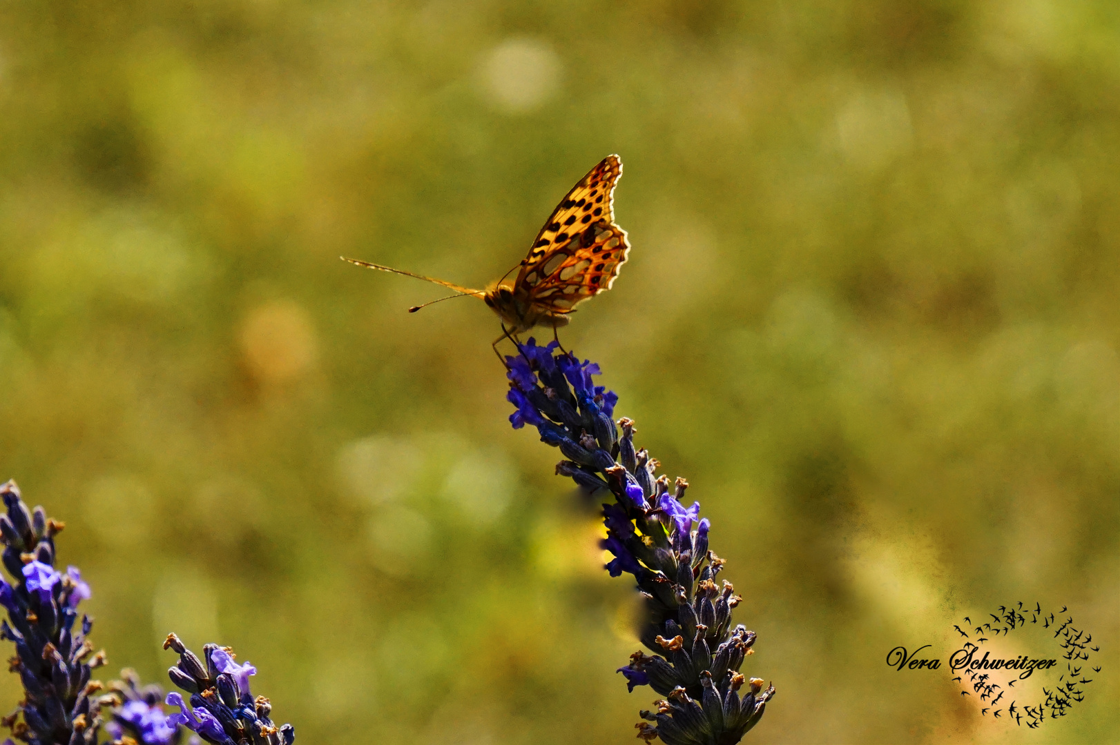 Smetterling im Lavendelbeet