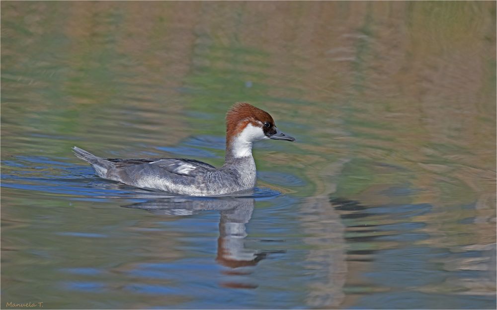 Smew/ female