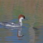 Smew/ female