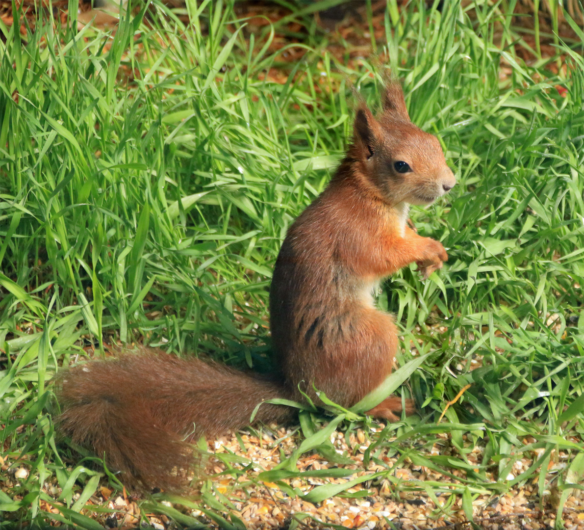 Smile-Hörnchen