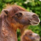 Smile with CAMEL