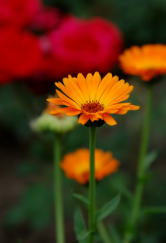 smile...or how to make a bee happy