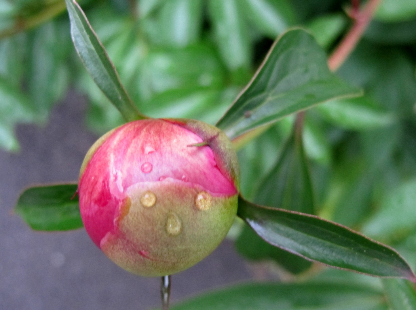 Smiley after rain