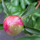 Smiley after rain