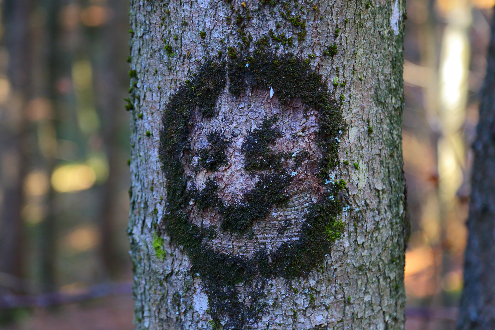 Smiley auf Baum