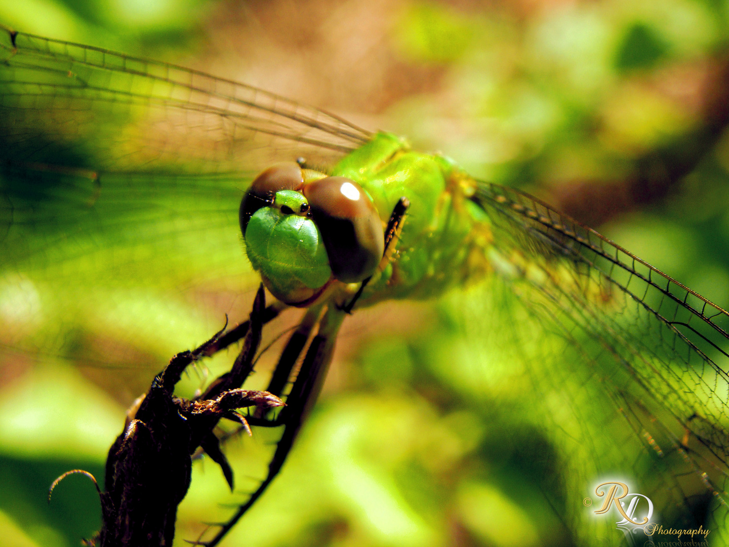 "Smiley DragonFly"