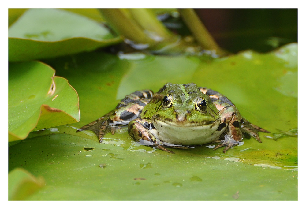 Smiley frog