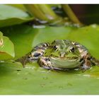 Smiley frog