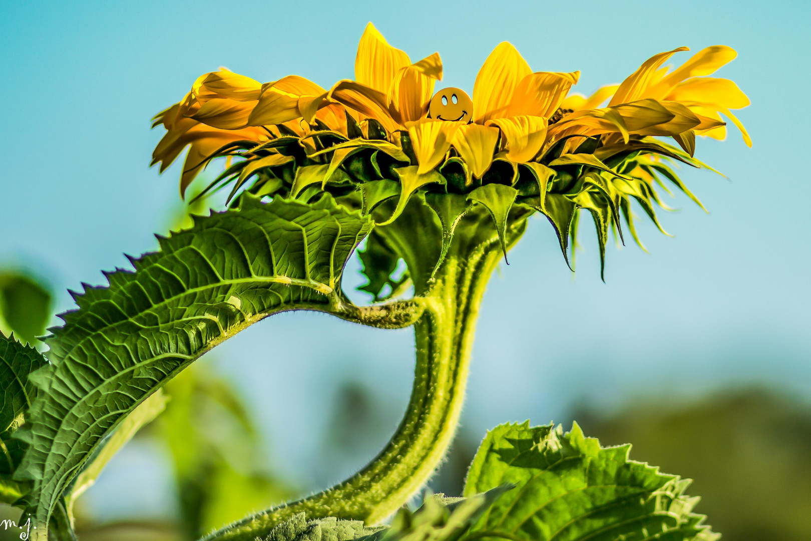 Smiley in der Sonnenblume