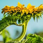 Smiley in der Sonnenblume