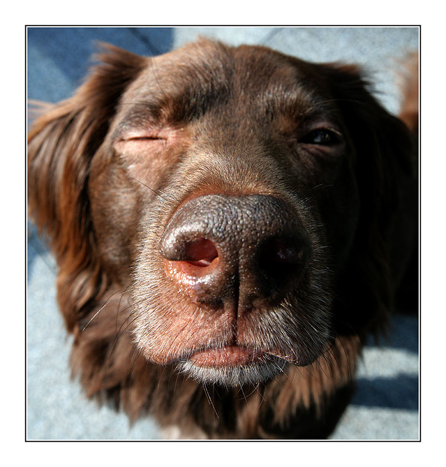 Smiley, tierisch Foto & Bild tiere, haustiere, hunde Bilder auf