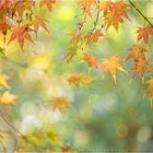 smiling autumn..........