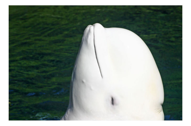 Smiling Beluga