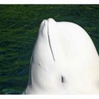 Smiling Beluga