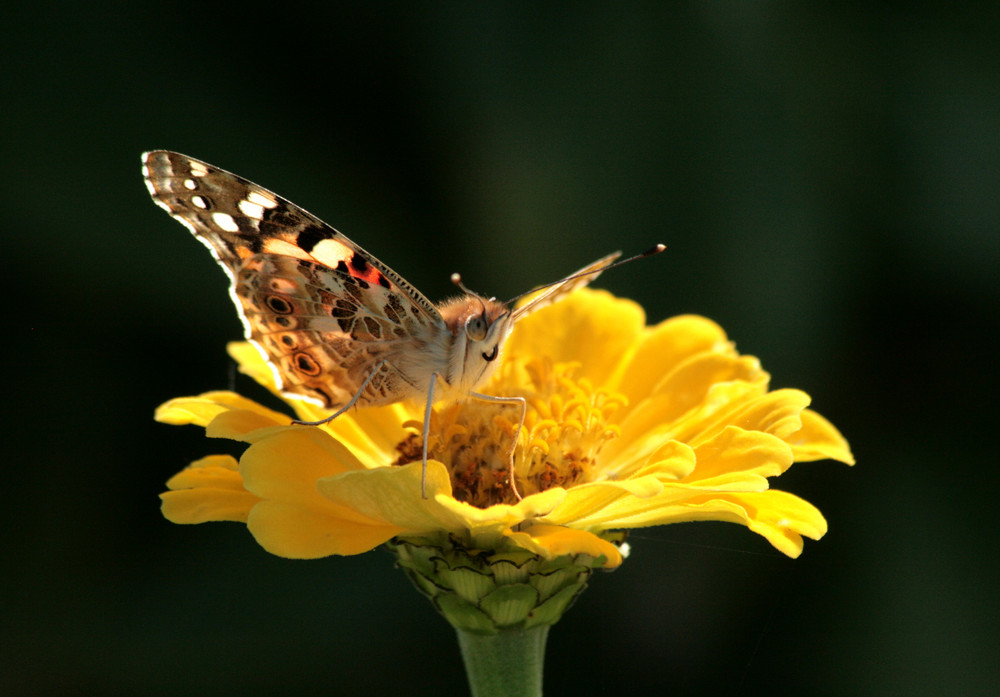 smiling butterfly