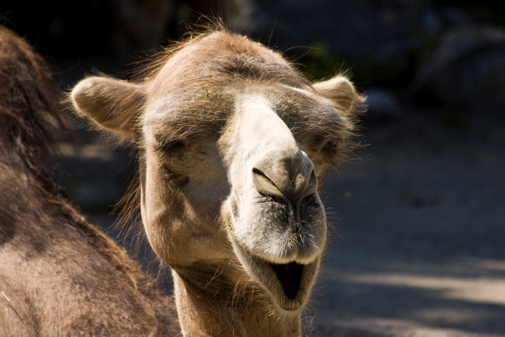 Smiling Camel