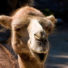 Smiling Camel