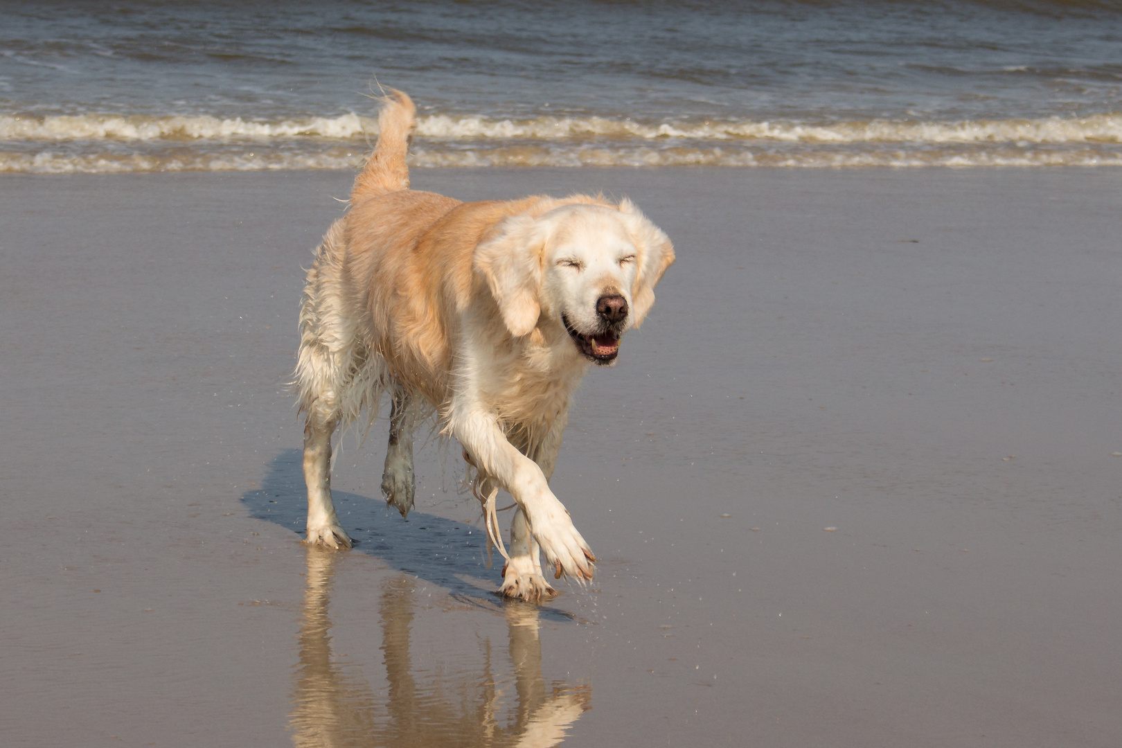 Smiling Dog