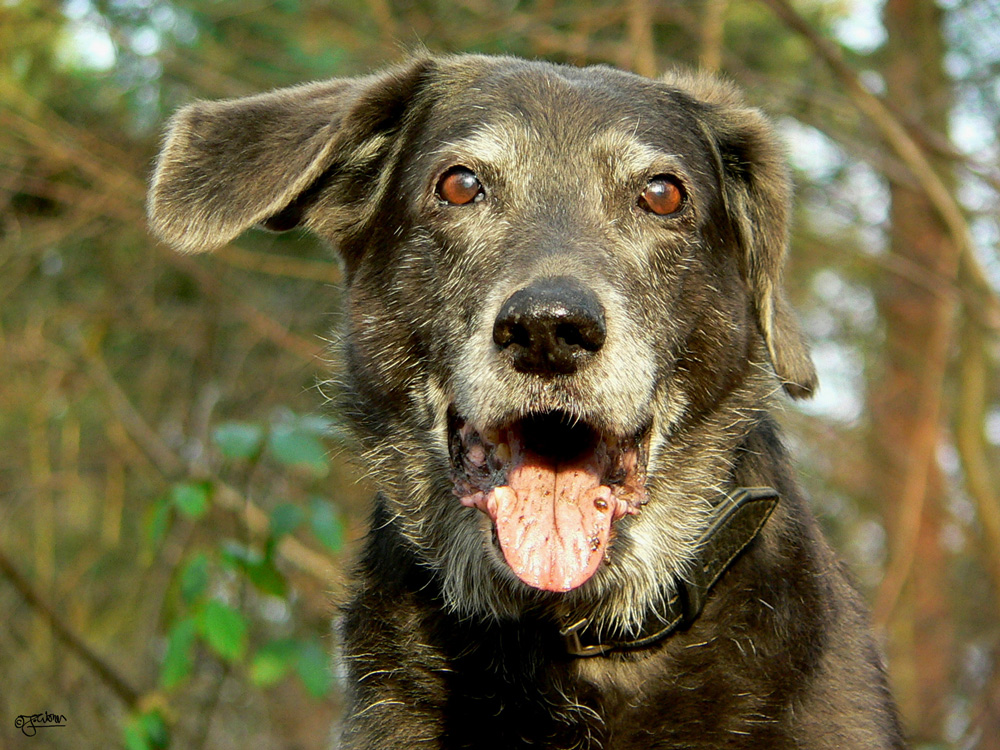 Smiling Dog