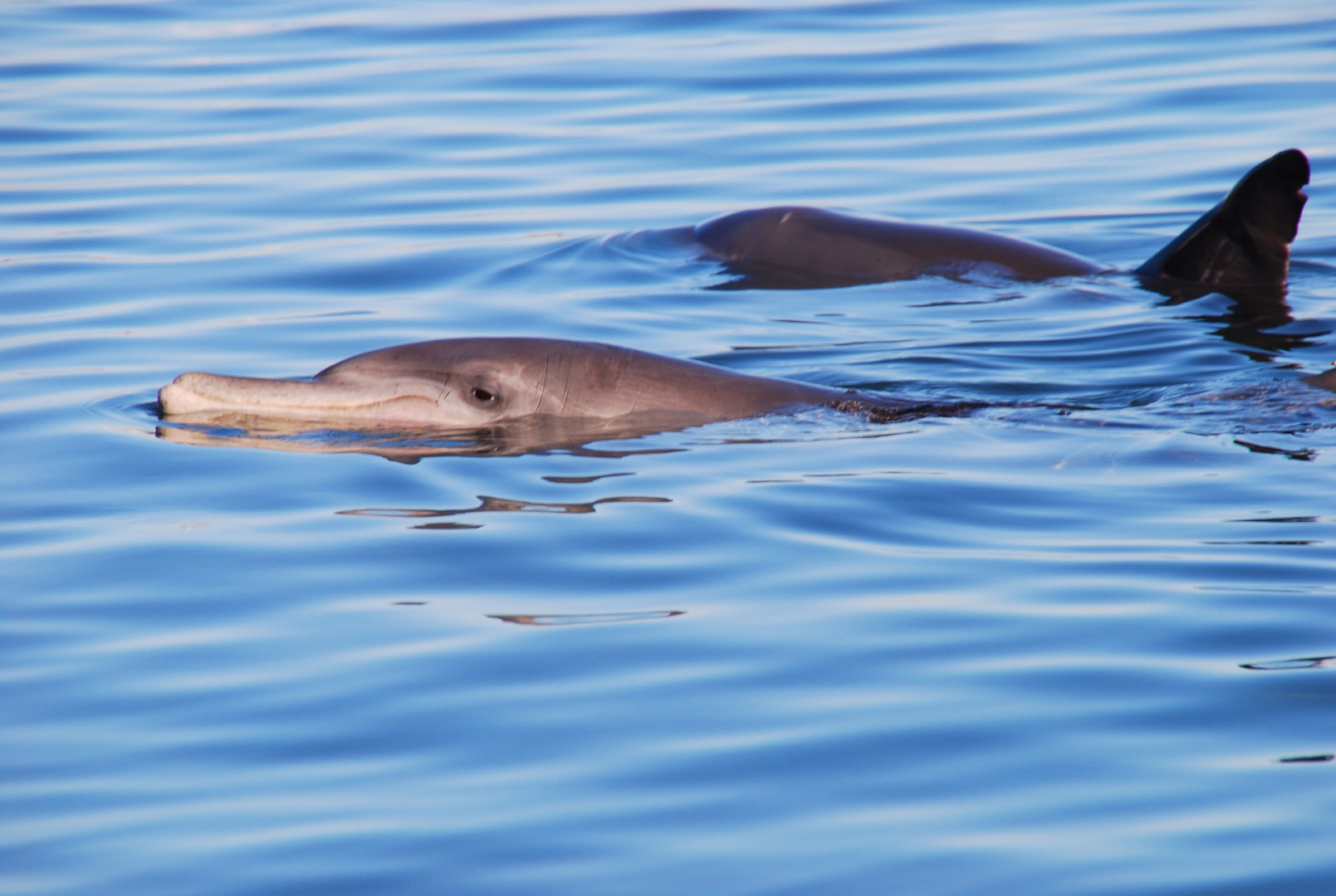 Smiling Dolphine