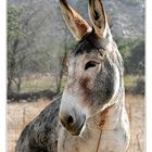 smiling donkey