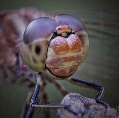 Smiling dragonfly