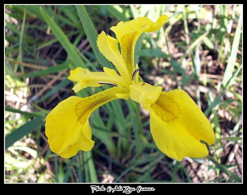 Smiling Faces of the Marshes: Yellow Iris